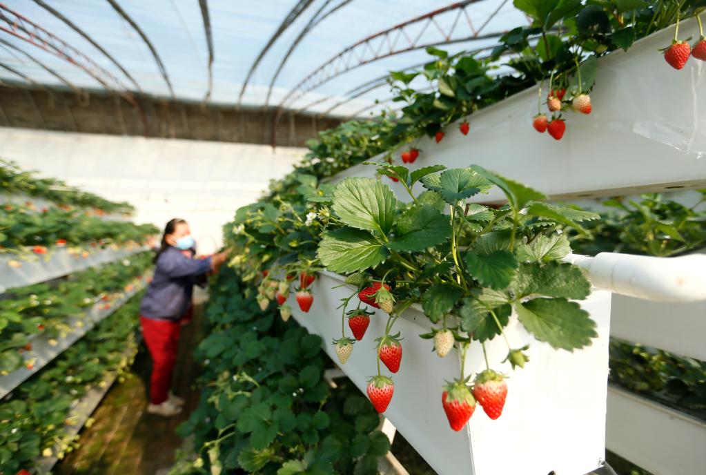 山東即墨：&ldquo;立體草莓&rdquo;迎豐收