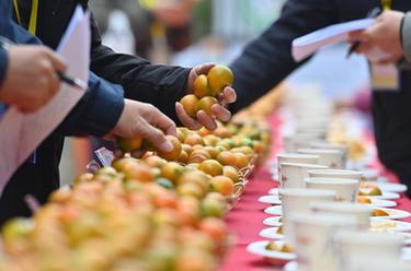 廣西融安：&ldquo;金桔王&rdquo;評選 助產業振興