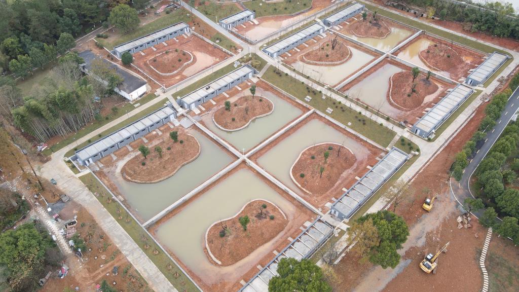 新華全媒+丨安徽宣城：揚(yáng)子鱷迎來大規(guī)模冬季&ldquo;搬家&rdquo;