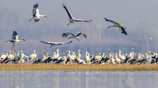 山東郯城：東方白鸛&ldquo;舞&rdquo;沂河
