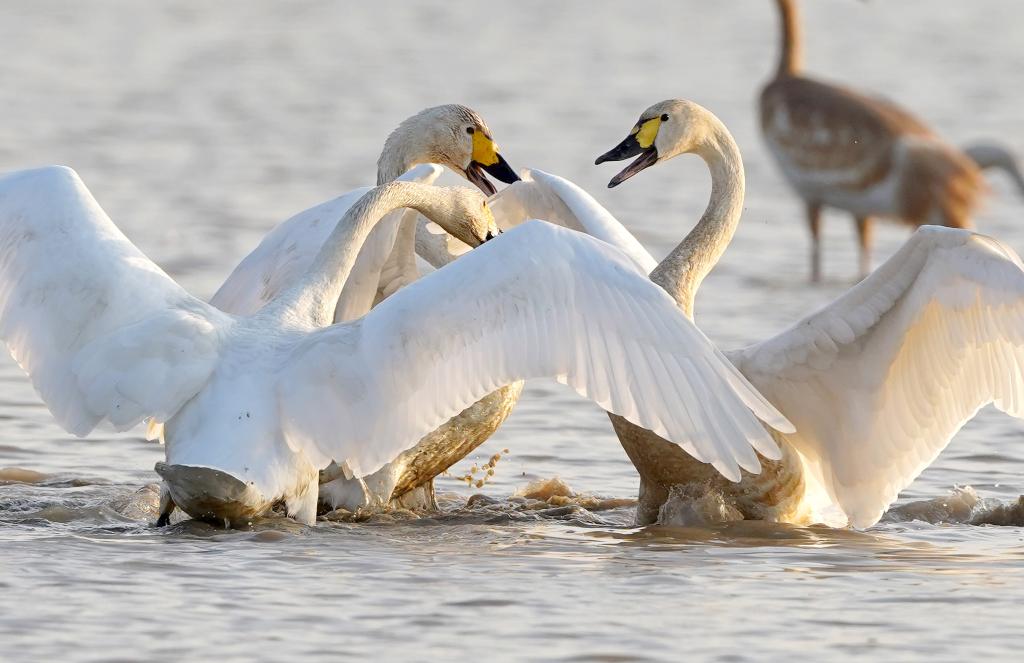 新華全媒+｜鄱陽湖畔的&ldquo;候鳥樂園&rdquo;
