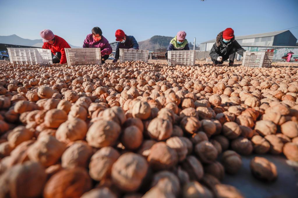 河北遵化：加工核桃迎&ldquo;雙節&rdquo;