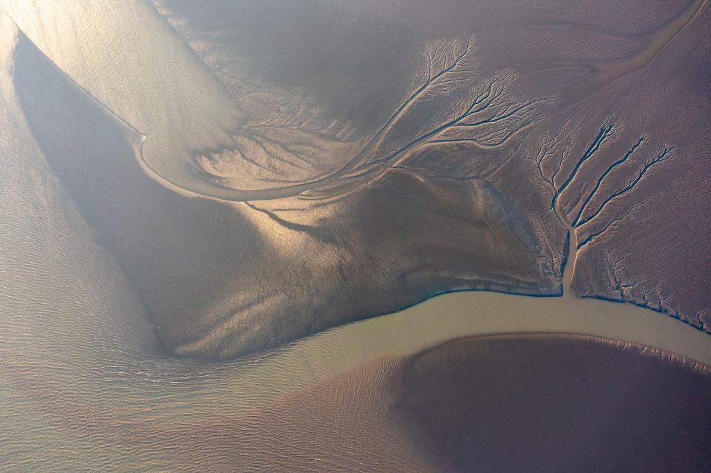 江蘇張家港：冬日江灘&ldquo;潮汐樹&rdquo;