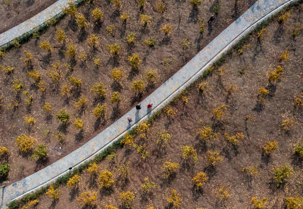 重慶北碚：臘梅&ldquo;開出&rdquo;致富花