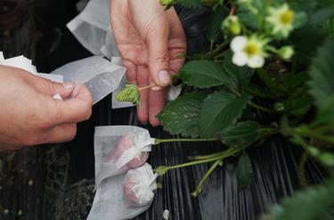 河北盧龍：特色果蔬種植鼓起農民&ldquo;錢袋子&rdquo;