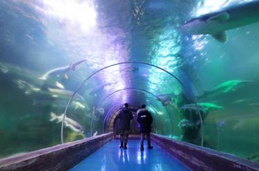 新春走基層丨探訪&ldquo;華夏東極&rdquo;魚博館