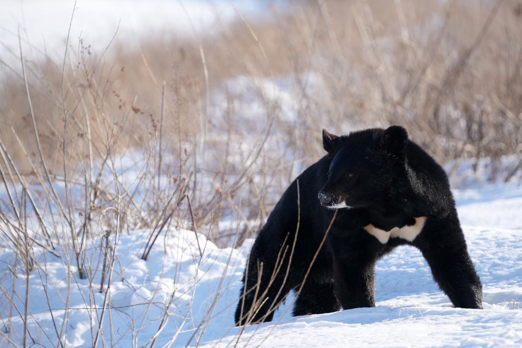 走進&ldquo;華夏東極&rdquo;的&ldquo;探秘野熊園&rdquo;