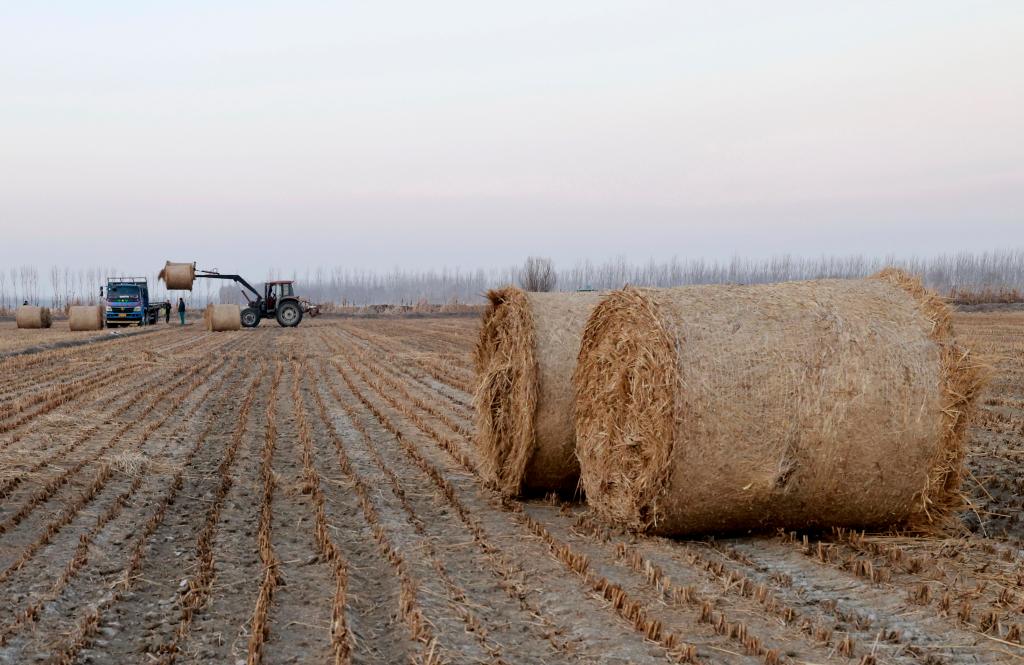 河北豐南：秸稈回收 變廢為寶