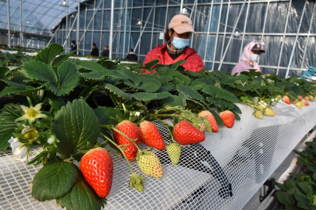 山東平度：&ldquo;春節(jié)訂單&rdquo;草莓上市