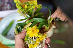 福建漳州：水仙&ldquo;花樣&rdquo;迎新春