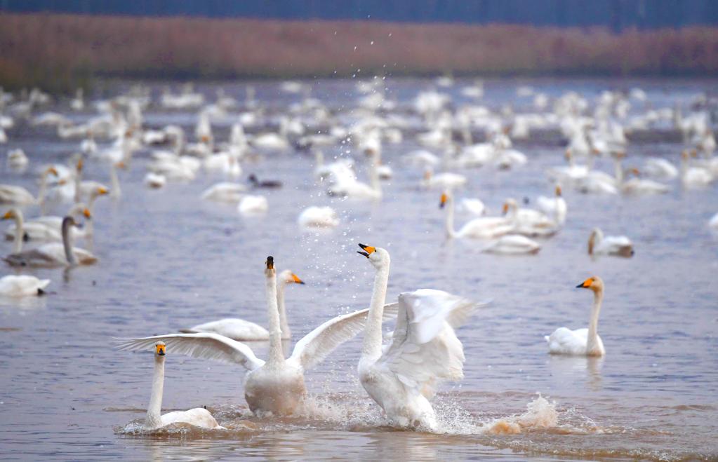 新時代新征程新偉業丨促進人與自然和諧共生&mdash;&mdash;各地貫徹落實黨的二十大精神推動綠色發展觀察
