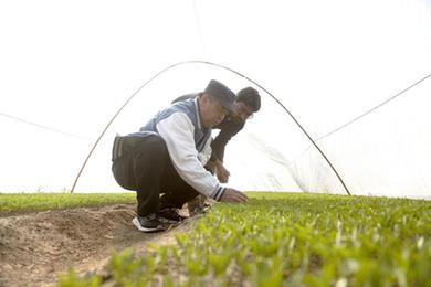 通訊：種出紅火的好日子&mdash;&mdash;記春節(jié)期間堅(jiān)守中巴經(jīng)濟(jì)走廊農(nóng)業(yè)合作項(xiàng)目一線的中國(guó)農(nóng)技人員