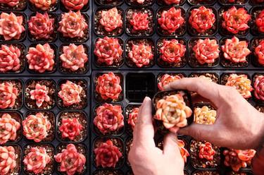 山東即墨：&ldquo;多肉經(jīng)濟(jì)&rdquo;產(chǎn)銷兩旺