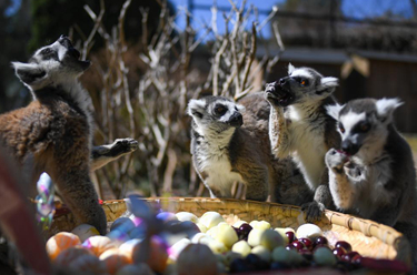 動物園里的&ldquo;元宵美食&rdquo;