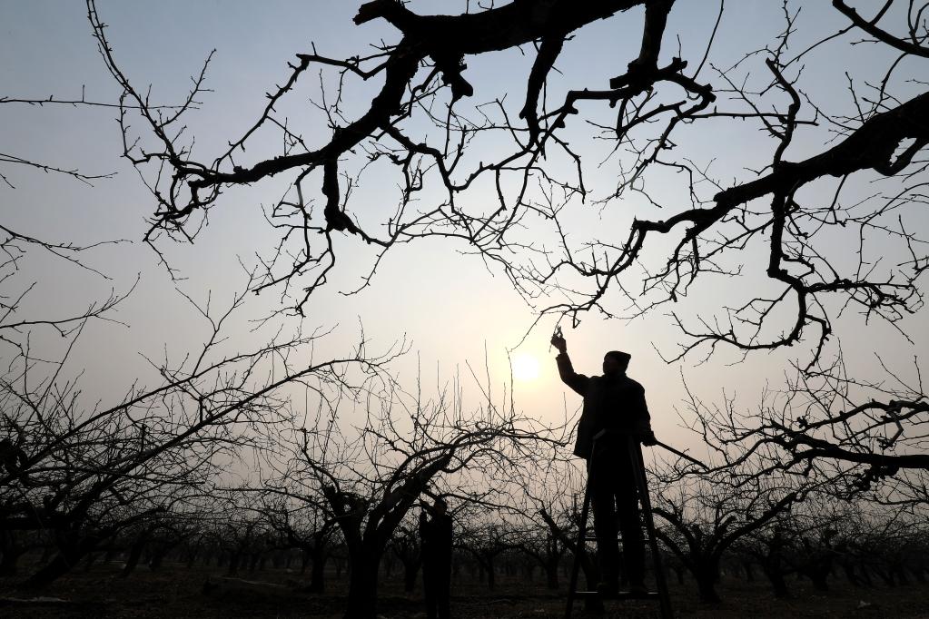 &ldquo;雪花梨之鄉(xiāng)&rdquo;春剪忙 廢棄樹枝也成寶