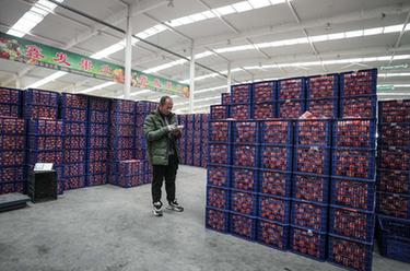 新春走基層丨東北&ldquo;菜籃子&rdquo;供銷兩旺