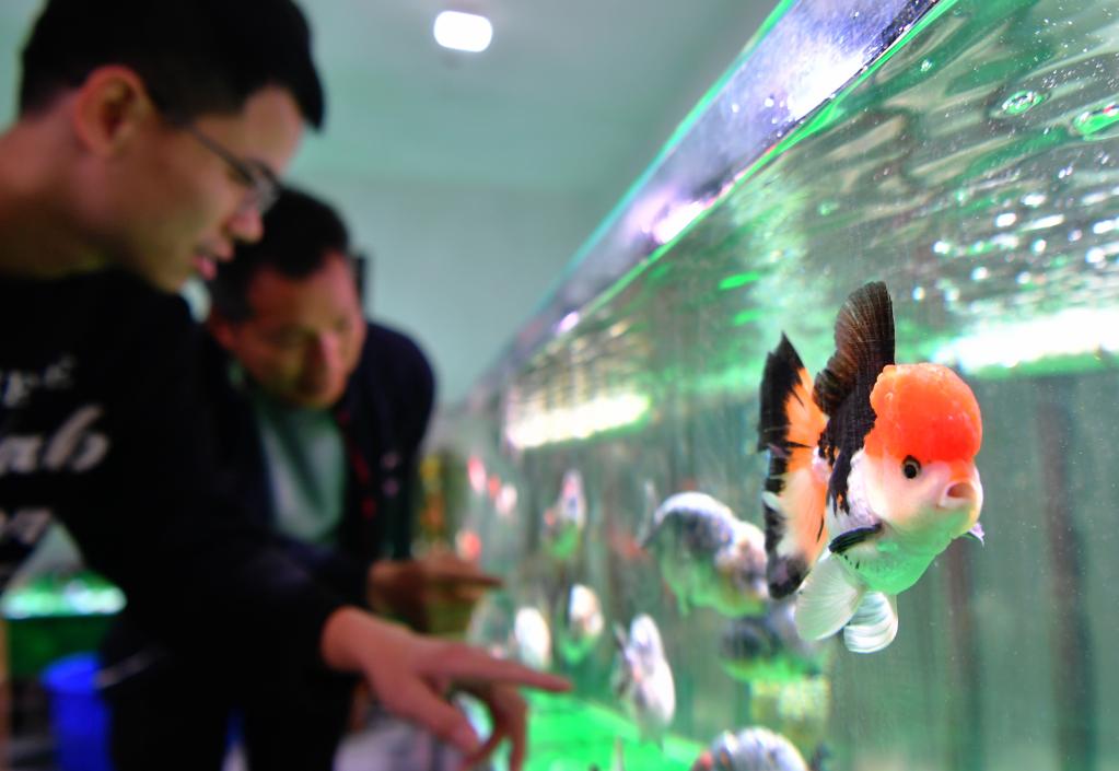 福建關(guān)中村：小金魚&ldquo;游&rdquo;出大產(chǎn)業(yè)