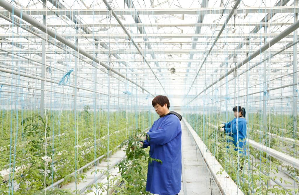 &ldquo;訂單育苗&rdquo;助力鄉(xiāng)村振興