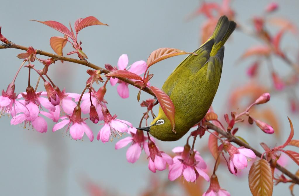 不負春光好時景