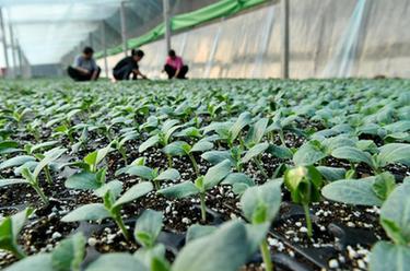 產(chǎn)業(yè)助民富 &ldquo;泛區(qū)&rdquo;展新顏