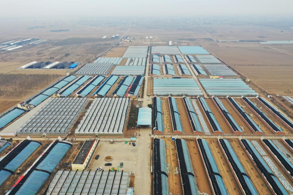 新華全媒+丨2億株秧苗的90后&ldquo;保姆&rdquo;