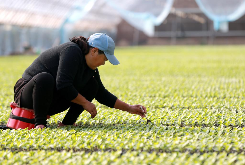 新華全媒+｜奏響&ldquo;致富曲&rdquo; 種出&ldquo;幸福果&rdquo;&mdash;&mdash;蘭考特色產(chǎn)業(yè)助力鄉(xiāng)村振興