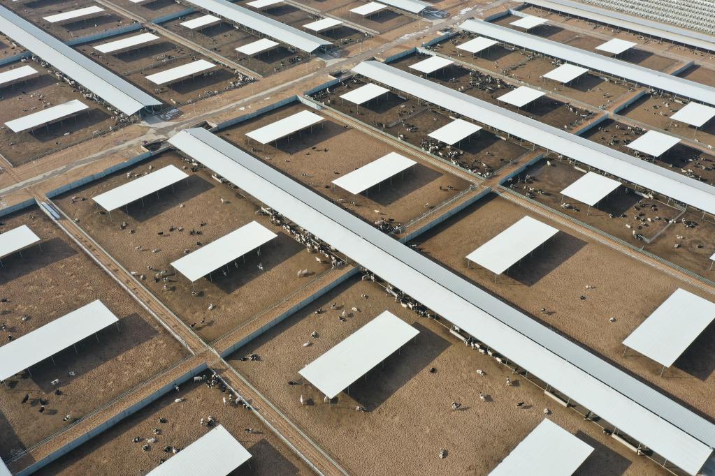 強(qiáng)信心&middot;開新局｜企業(yè)聚 牧場(chǎng)增 產(chǎn)奶旺&mdash;&mdash;百億級(jí)河西走廊黃金奶源基地漸具雛形