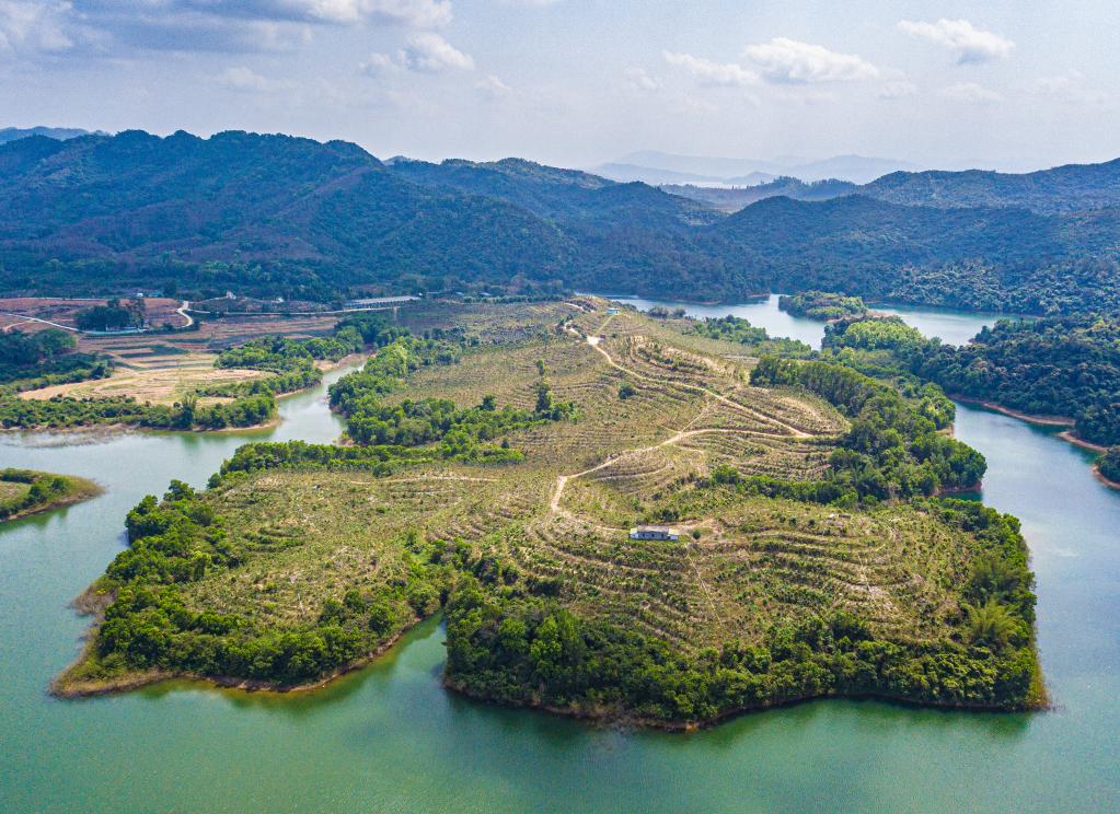 海南儋州：企業(yè)帶動 沉香樹成村民&ldquo;致富樹&rdquo;