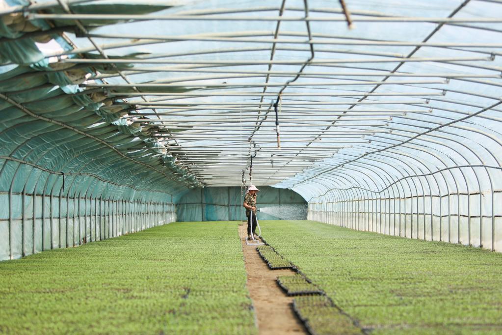 新疆和田：沙漠腹地的辣椒產業