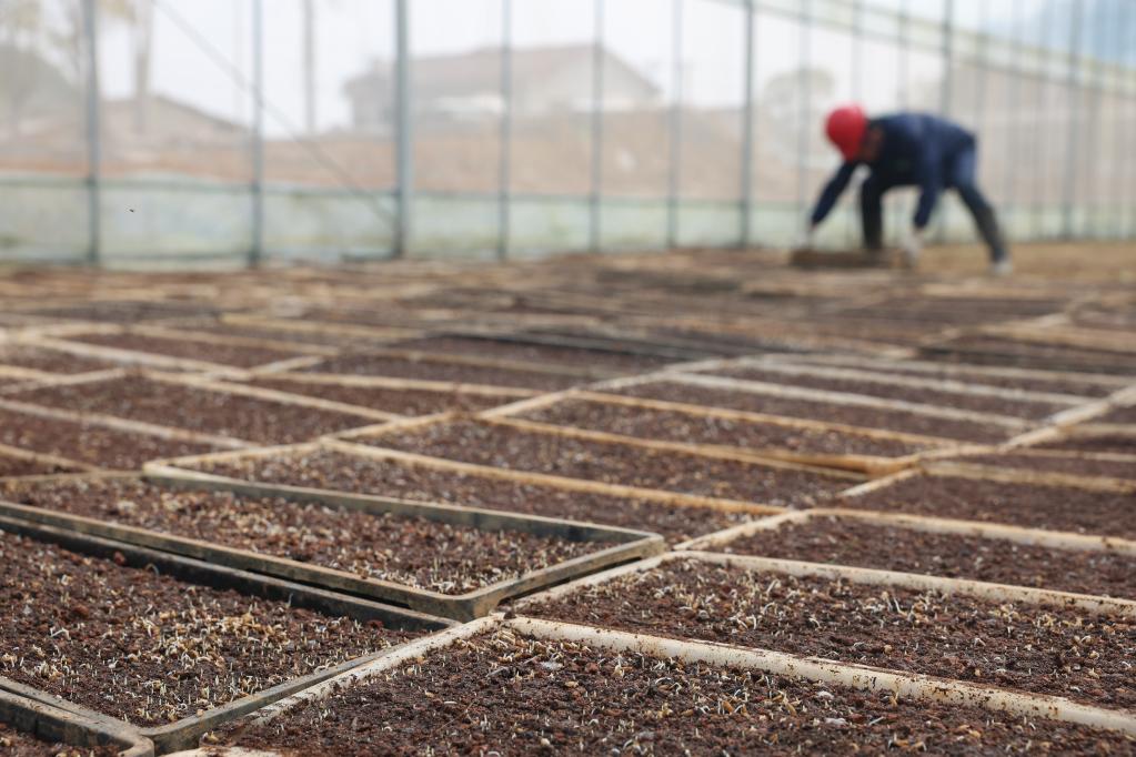 長沙：&ldquo;工廠化&rdquo;育秧助豐產