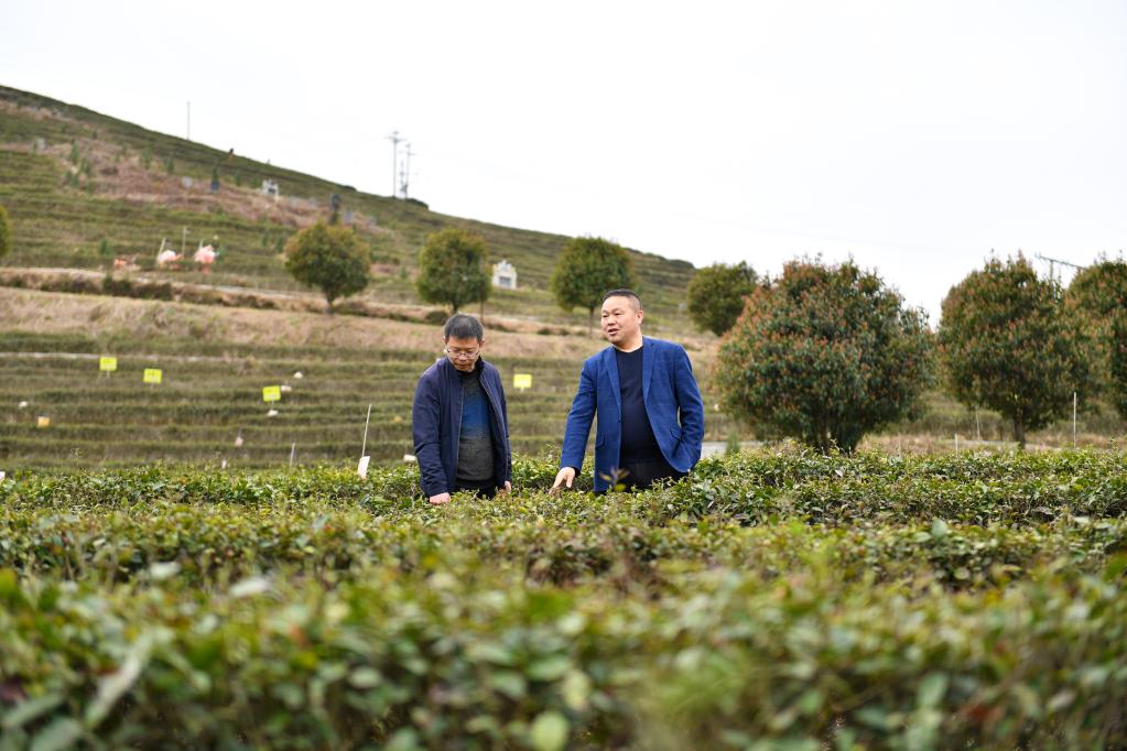 雪峰深處奏響茶旅融合發展&ldquo;新樂章&rdquo;