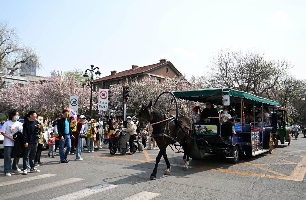 天津：海棠映紅&ldquo;春日經(jīng)濟&rdquo;