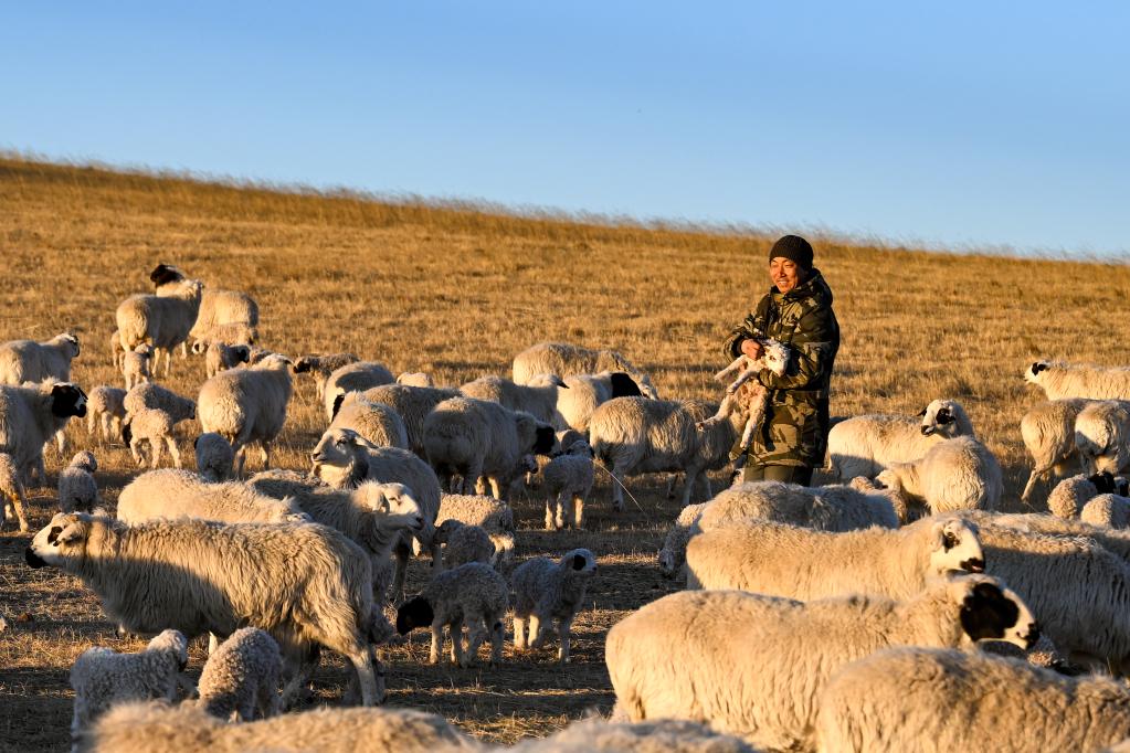 新華全媒+丨四季牧歌：錫林郭勒草原上的&ldquo;春日牧歌&rdquo;