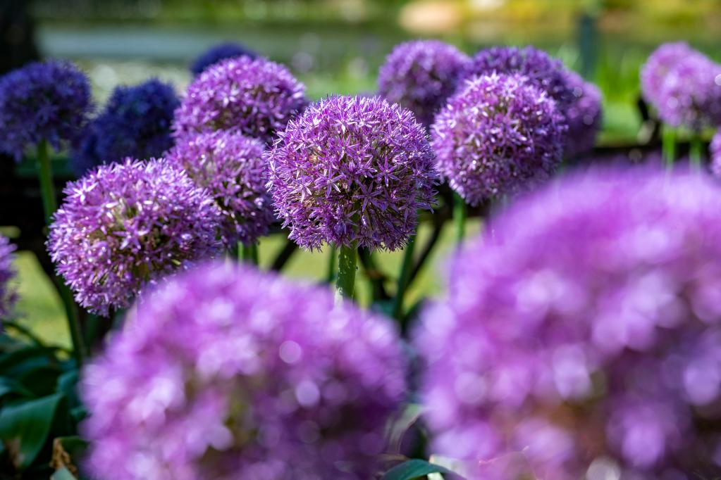 &ldquo;蔥蔥&rdquo;花已開