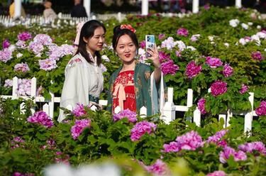 &ldquo;中國牡丹之都&rdquo;千余種牡丹競相開放