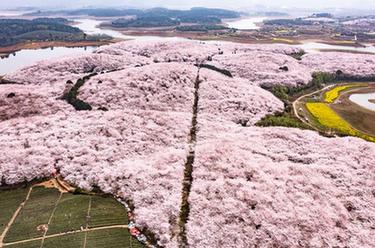 春日到貴州來看&ldquo;海&rdquo;