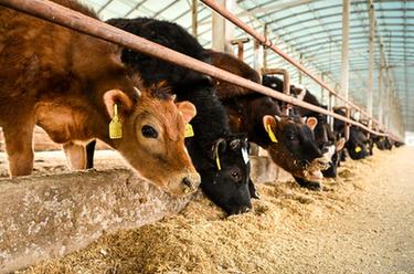 內蒙古通遼：發展牛產業 做好&ldquo;牛文章&rdquo;