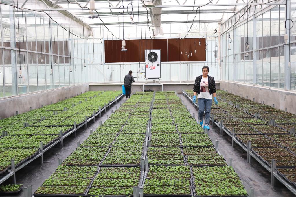 甘肅靜寧：蘋果&ldquo;鏈&rdquo;上忙