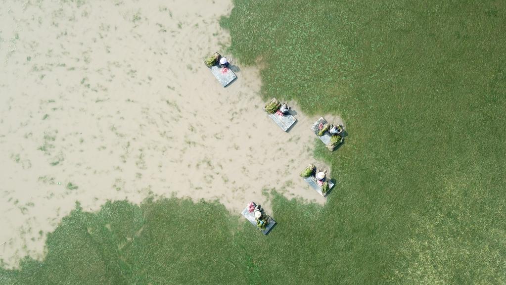 世界地球日：從&ldquo;水下荒漠&rdquo;到&ldquo;水下森林&rdquo;，走進(jìn)&ldquo;洞庭之心&rdquo;大通湖