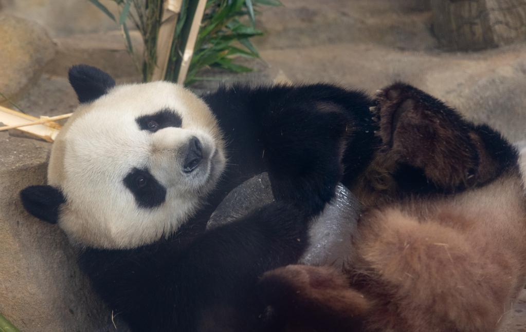 第31屆世界大學生運動會吉祥物&ldquo;蓉寶&rdquo;原型&mdash;&mdash;大熊貓&ldquo;芝麻&rdquo;迎來6歲生日
