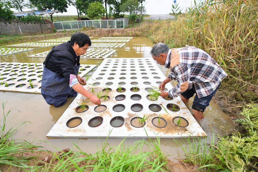 &ldquo;水上種植&rdquo;助農增產增收