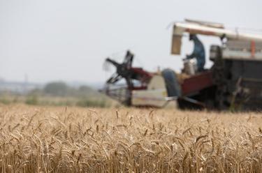 四川廣漢：農(nóng)技+農(nóng)機(jī) 小麥獲豐收