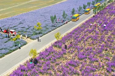 新華全媒+丨新疆伊犁：花經濟成致富新產業 賦能&ldquo;香&rdquo;村振興