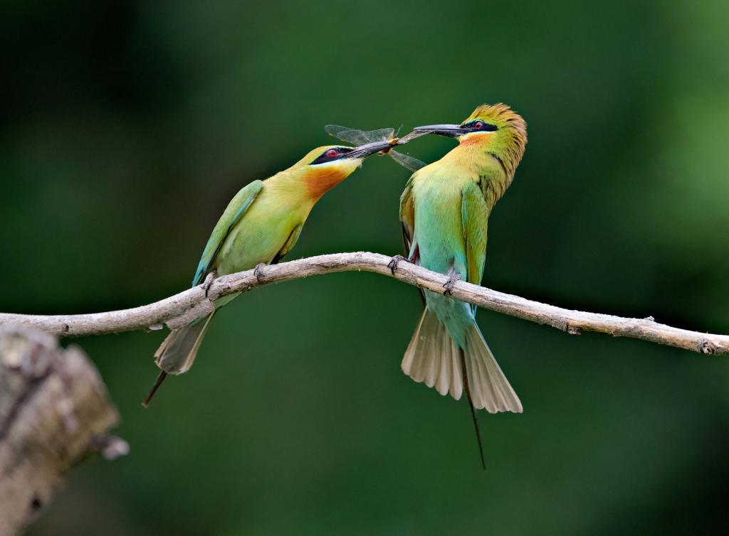 &ldquo;最美候鳥&rdquo;栗喉蜂虎廈門筑巢