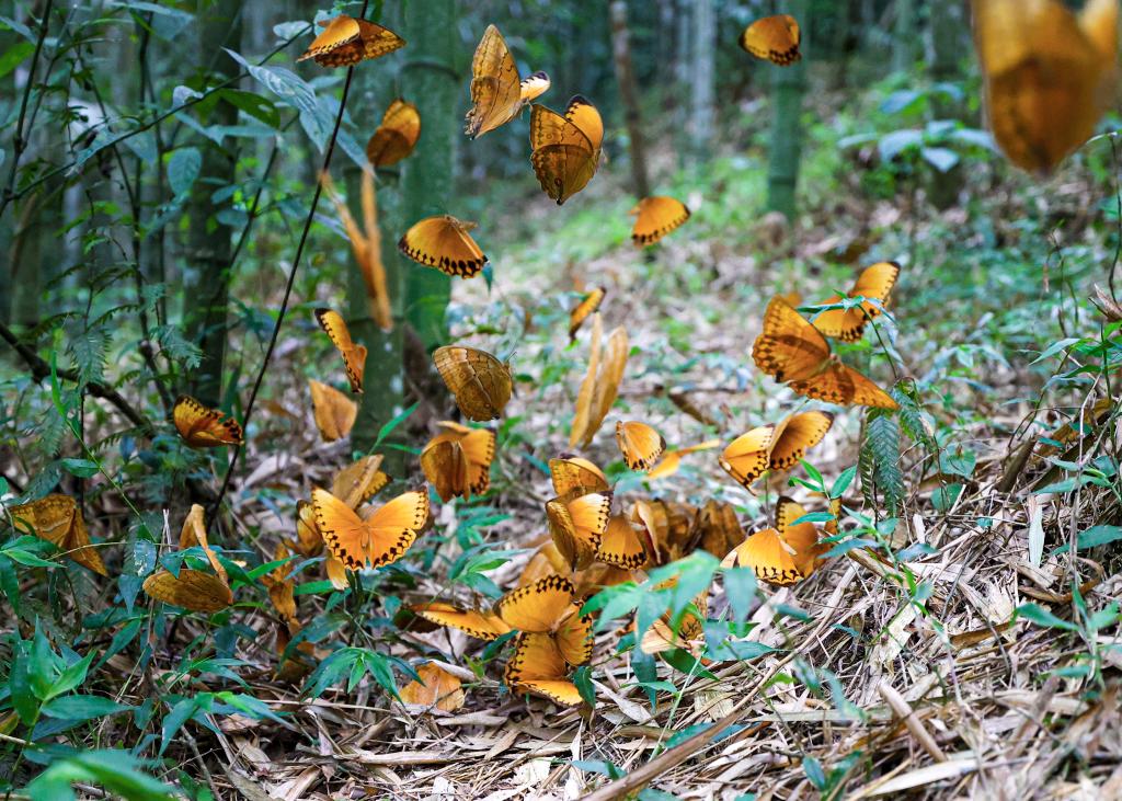 中國&middot;紅河蝴蝶谷迎來蝴蝶大爆發(fā)