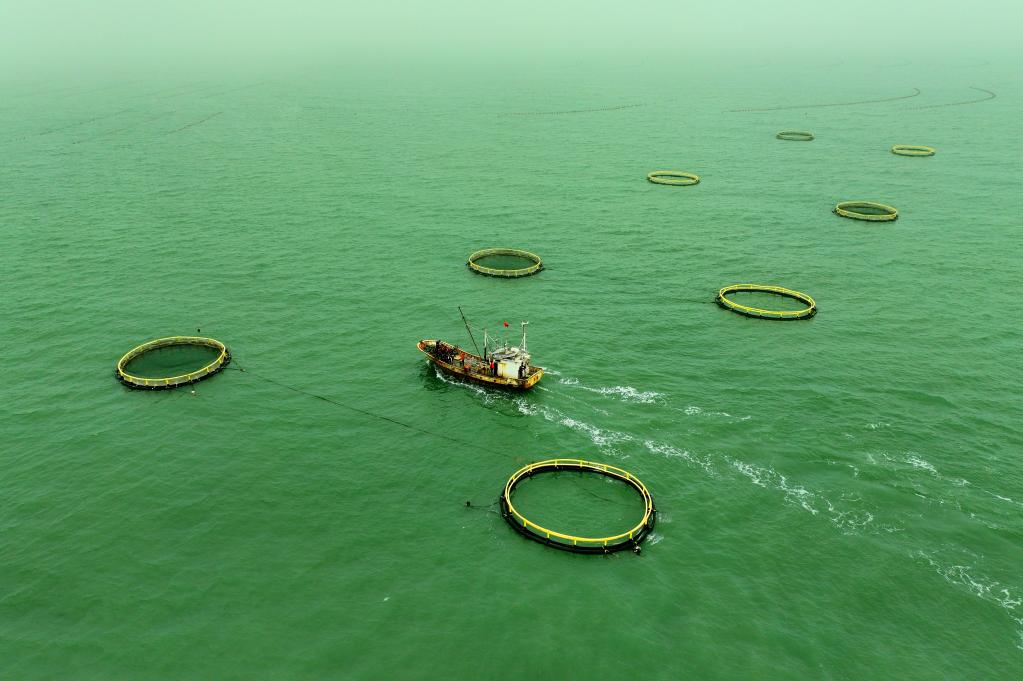 山東日照：海洋牧場賦能漁業養殖高質量發展