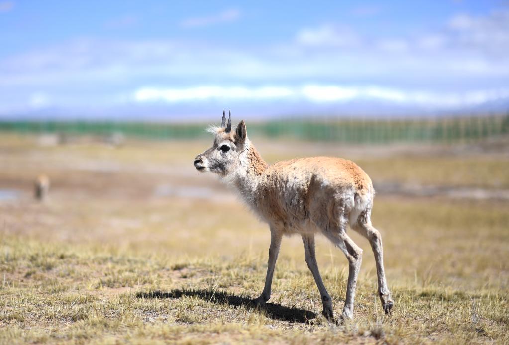 新華全媒＋丨學好成長與堅強&mdash;&mdash;走進可可西里藏羚羊&ldquo;幼兒園&rdquo;