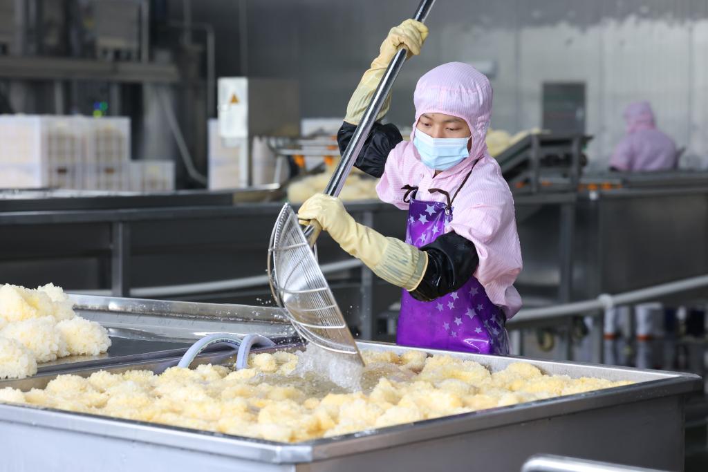 福建古田：小銀耳開出&ldquo;致富花&rdquo;