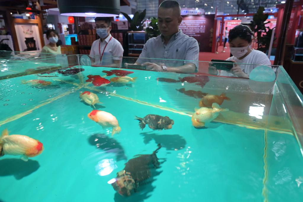 福州：金魚與漆藝&ldquo;金魚&rdquo;同場斗艷