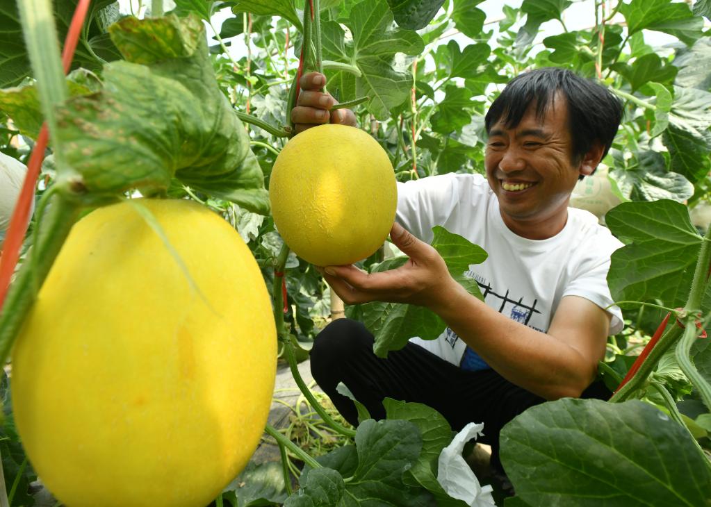 河北獻縣：高效設施農業助農增收